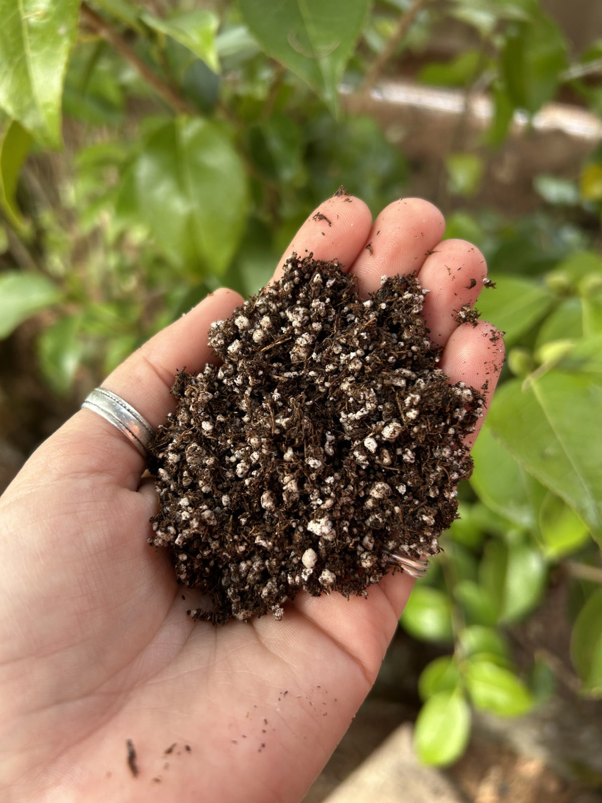 Hughes Carnivorous Plant Soil (1G)
