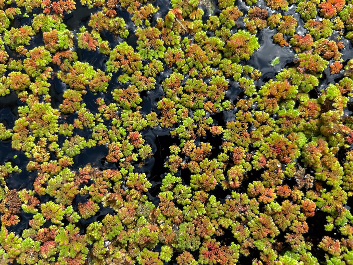 Azolla / Fairy Moss