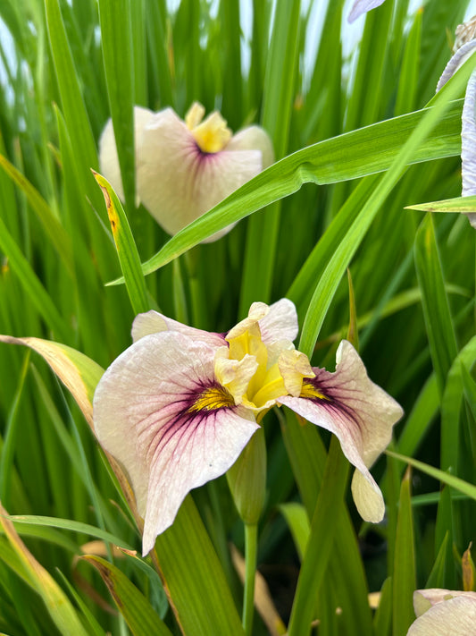 Iris pseudata 'Okagami' / Okagami Iris