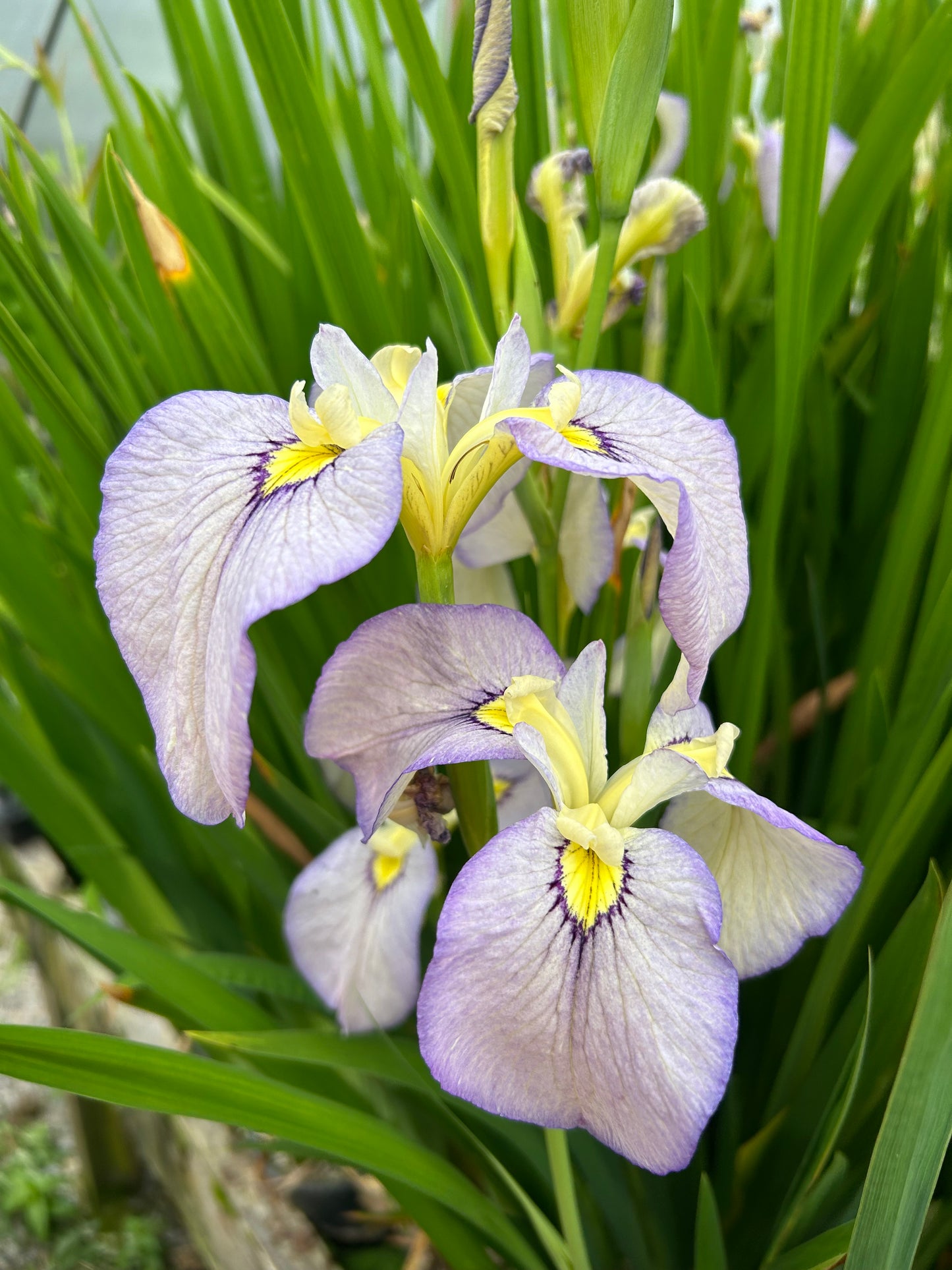 Iris pseudata 'Tsukiyono' / Moonlit Field Iris