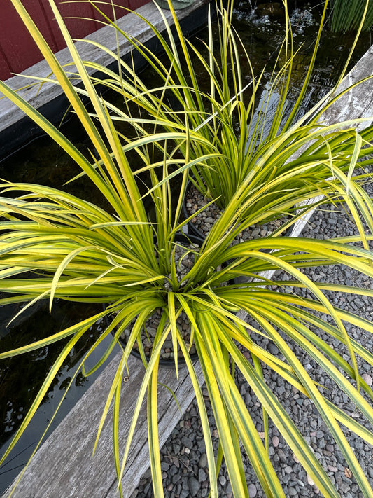 Acorus gramineus 'Ogon' / Ogon Sweet Flag