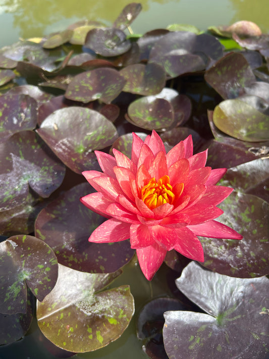 Nymphaea "Wanvisa" / Wanvisa Hardy Water Lily