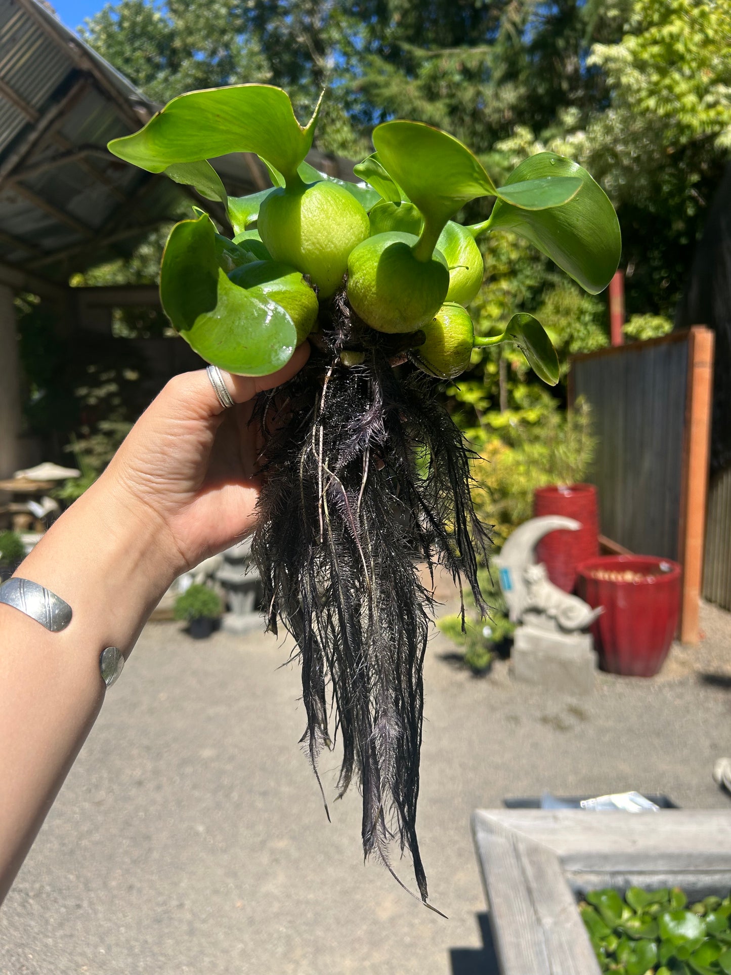 Pontederia crassipes / Water Hyacinth