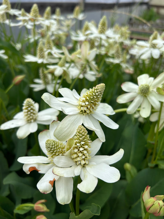 Anemopsis californica / Yerba Mansa