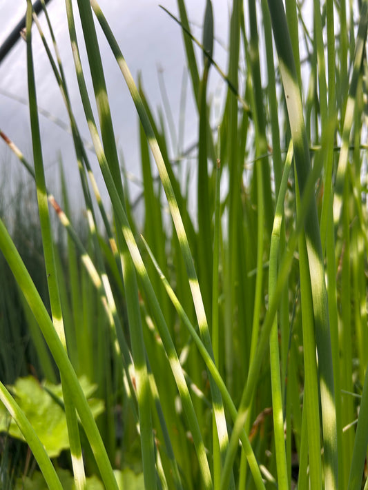 Scirpus zebrinus / Zebra Rush
