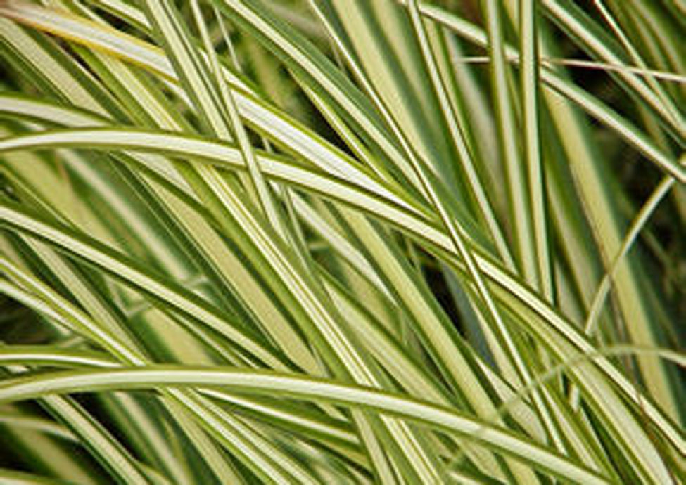 Acorus gramineus 'Variegatus' / Variegated Dwarf Sweet Flag