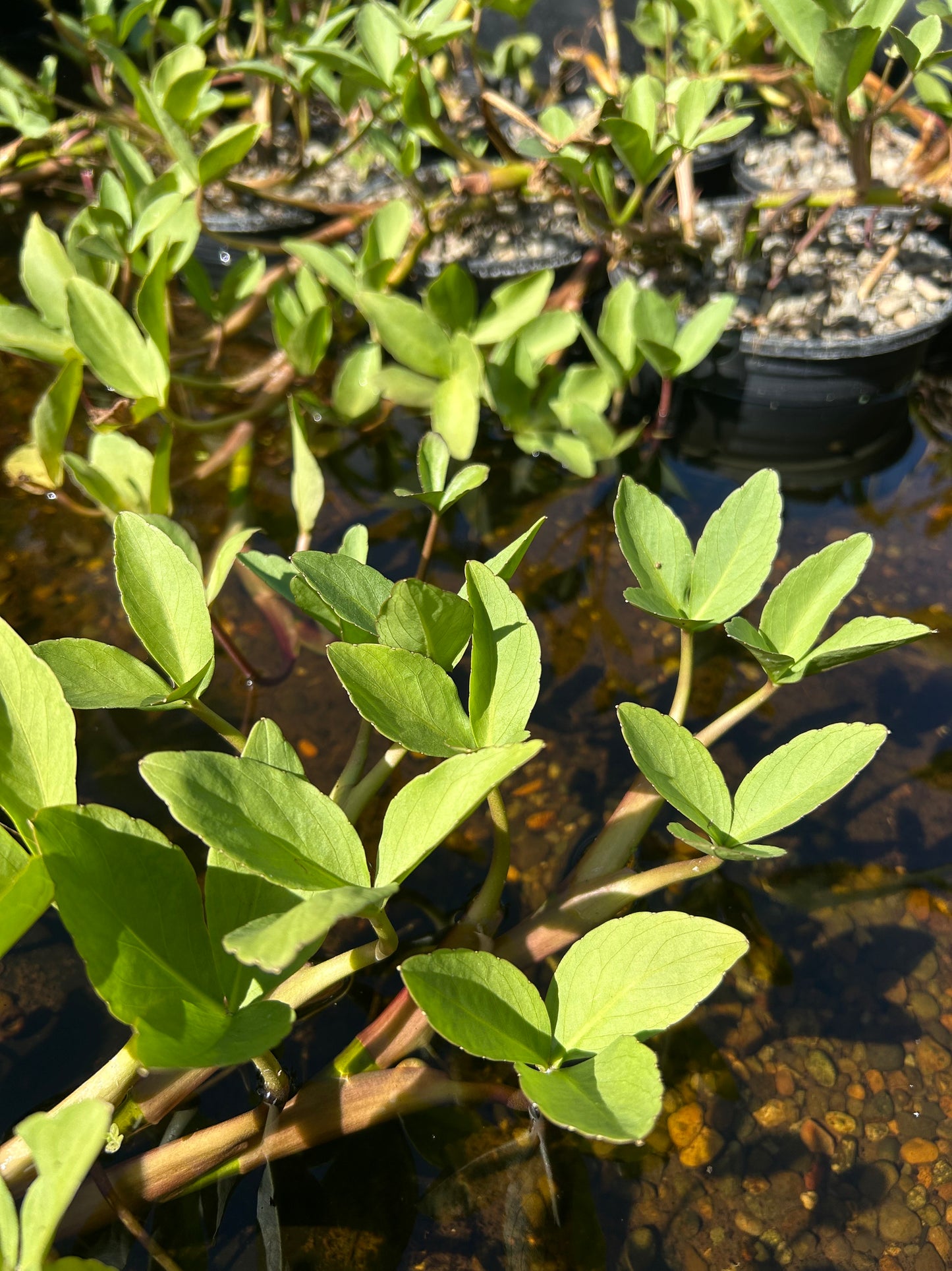 Menyanthes trifoliata / Bogbean