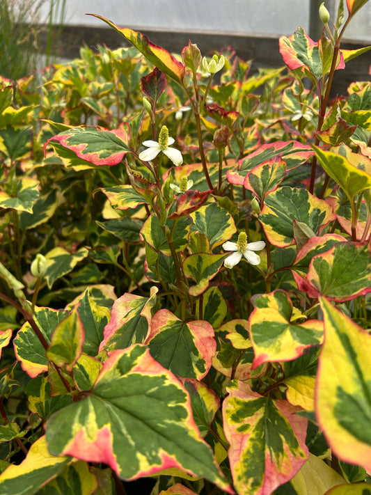 Houttuynia cordata 'Variegata' / Chameleon Plant