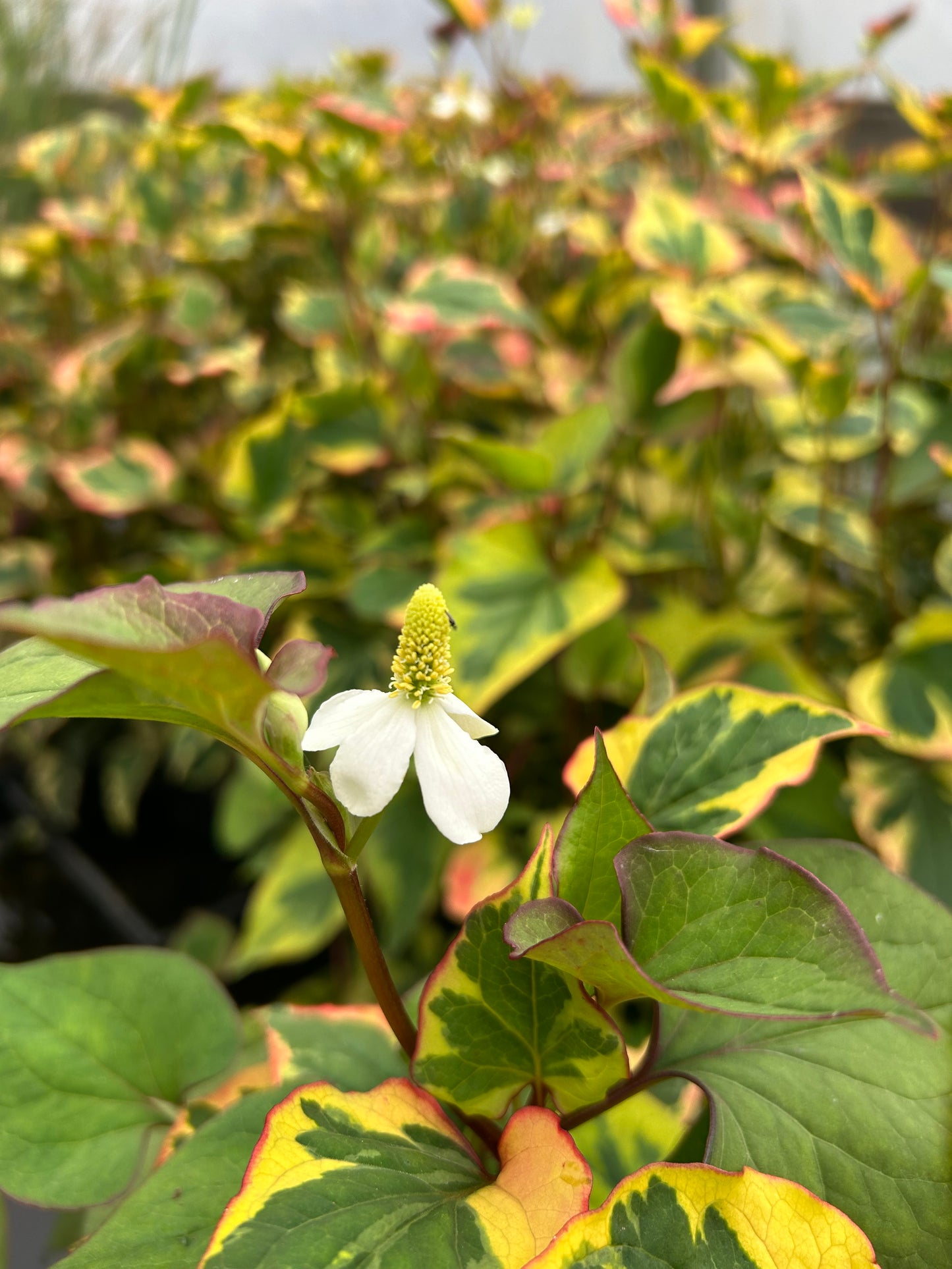 Houttuynia cordata 'Variegata' / Chameleon Plant