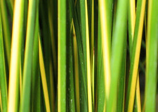 Juncus effusus 'Gold Strike' / Gold Strike Rush