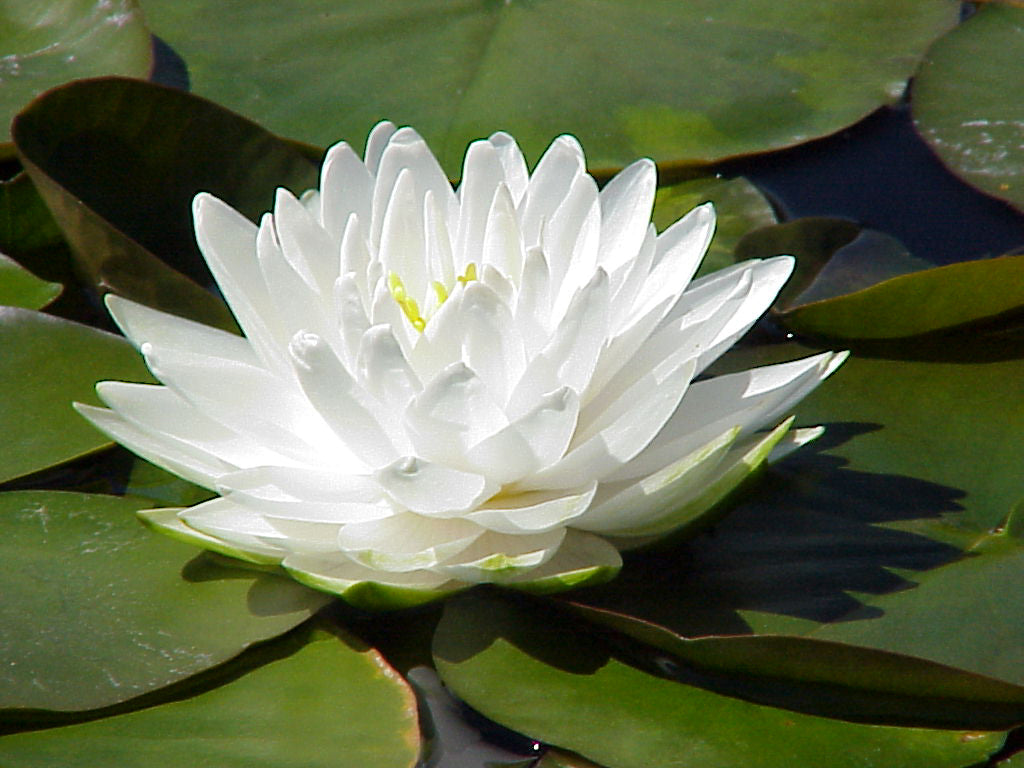 Nymphaea "Gonnere" / Gonnere Hardy Water Lily